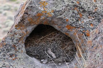 Animal nest in a hole in a boulder