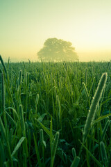 A beautiful, natural grass growing in the meadow in morning hours. Grasland in sunrise. Summertime scenery of Northern Europe.