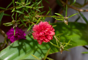 A beautiful, double portulaca grandiflora with red petals against a blurred nature background of plants with green leaves.