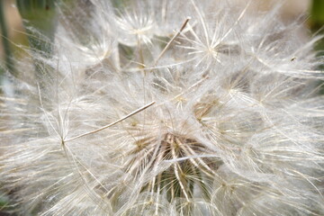 Salsify seed ball close up