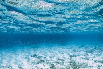 Tropical ocean with school of little fish in underwater. Ocean background