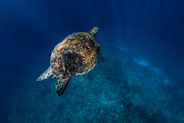 Obraz premium Sea turtle glides in deep ocean. Green sea turtle underwater
