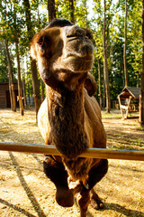 Portrait of a young playful camel at the zoo in summer