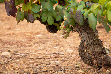 Viña con racimo de uvas