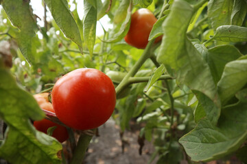Fresh tasty tomatoes on field, close up