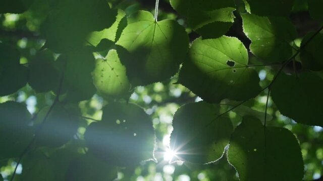 Shady thin green poplar leaves with small streaks waved by light wind shine through sun on summer day slow motion close view