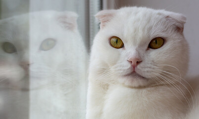 White fold cat is reflected in the portrait window. Cat looking at the camera close-up. High quality photo