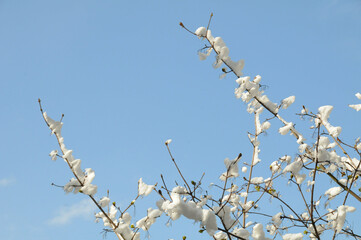 Snow like cotton balls on the branches on a sunny day in spring