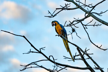 Colorful parrot commonly known as Guacamaya eating seeds on top of a tree branch           