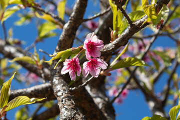 Cherry branches with Japanese sakura blossoms and buds