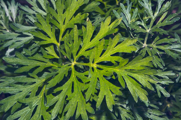 Naklejka na ściany i meble Wormwood Artemisia absinthium in garden. Wormwood plant used for herbal medicine.
