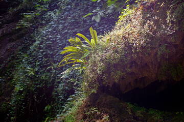 Obraz premium plants in the mountains, moss and ferns