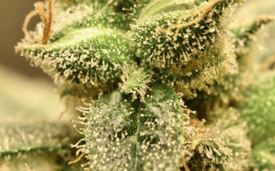 Calyx macro