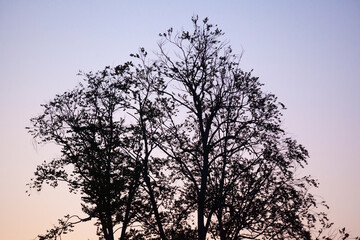 the silhouette of trees at sunset