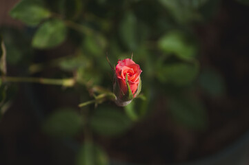 Blooming Rose