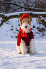 Wire-haired fox terrier in Christmas outfit