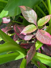 pink and yellow flower