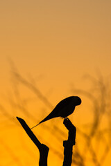 silhouette of a bird in the morning sun