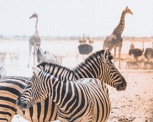 zebras in the namibian desert
