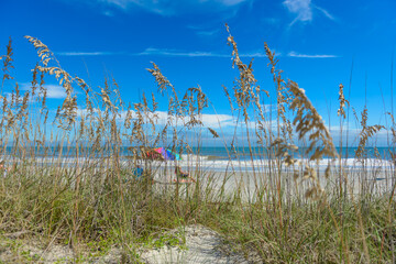 Hilton Head Island, South Carolina, Sea Shore with Sea Oats