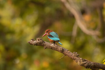 White-Throated Kingfisher perched on a branch hunting.
