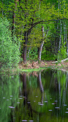 Fototapeta na wymiar Odbicie drzew w wodzie.