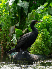 Cormorant in Repose