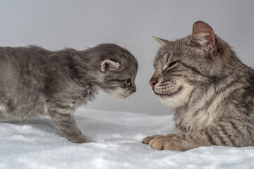 Mother cat and little kitten fortnightly age. Two week old Baby Cat.
