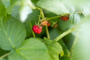 Ripe raspberry in the fruit garden. Red raspberries grow in a green bush. Agriculture concept, gardening