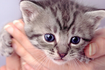 Funny Pet on a cozy white blanket. Cute pet lifestyle picture