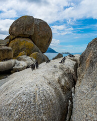 penguin rocks on the beach