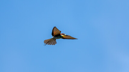 bird, Bienenfresser, himmel, fliegender, möve, fliegen, fliege, gull, natur