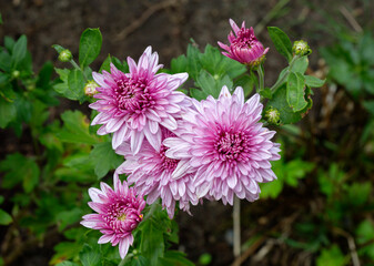 Pink chrysanthemums.
 The queen of autumn is a chrysanthemum.