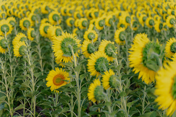 sunflowers
