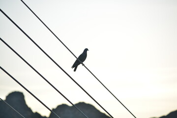 Pigeon standing on power lines 