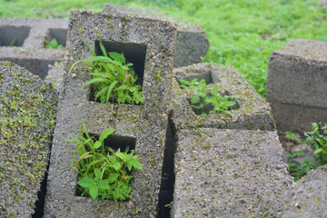 Old bricks on which grass has grown in 
Oman (Salalah)