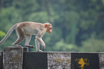 Monkey walks on wall in India 