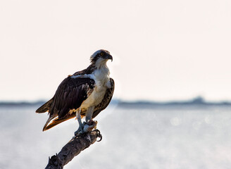 Osprey eating fish