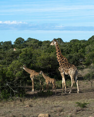 giraffe with babys in the savannah