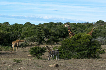 giraffe and zebra in the savannah