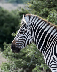 zebra close up in the wild 
