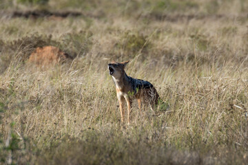 howling jackal in grass landscape