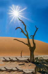 dead tree in dead vlei desert 