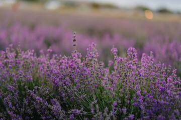 Naklejka premium Beautiful lavender flowers close-up on a lavender field during sunset. Colorful and beautiful nature. Growing lavender for cosmetics.