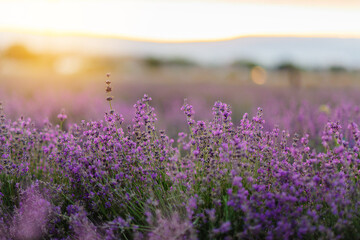 Fototapeta na wymiar Beautiful lavender flowers close-up on a lavender field during sunset. Colorful and beautiful nature. Growing lavender for cosmetics.