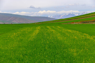 Menyuan yellow Rapeseed Flower Scenic