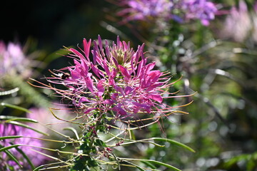 Blütenspitze der Spinnenblume