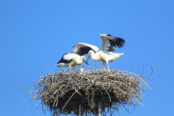 storks in the nest	