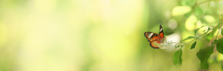 Closeup of orange and black butterfly with white flower on blurred green leaf background under...