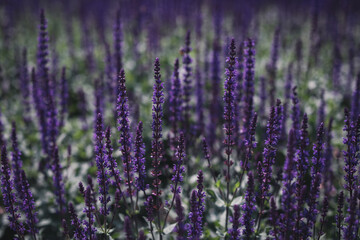 Fresh blooming purple lavender in the field. Beauty of nature.